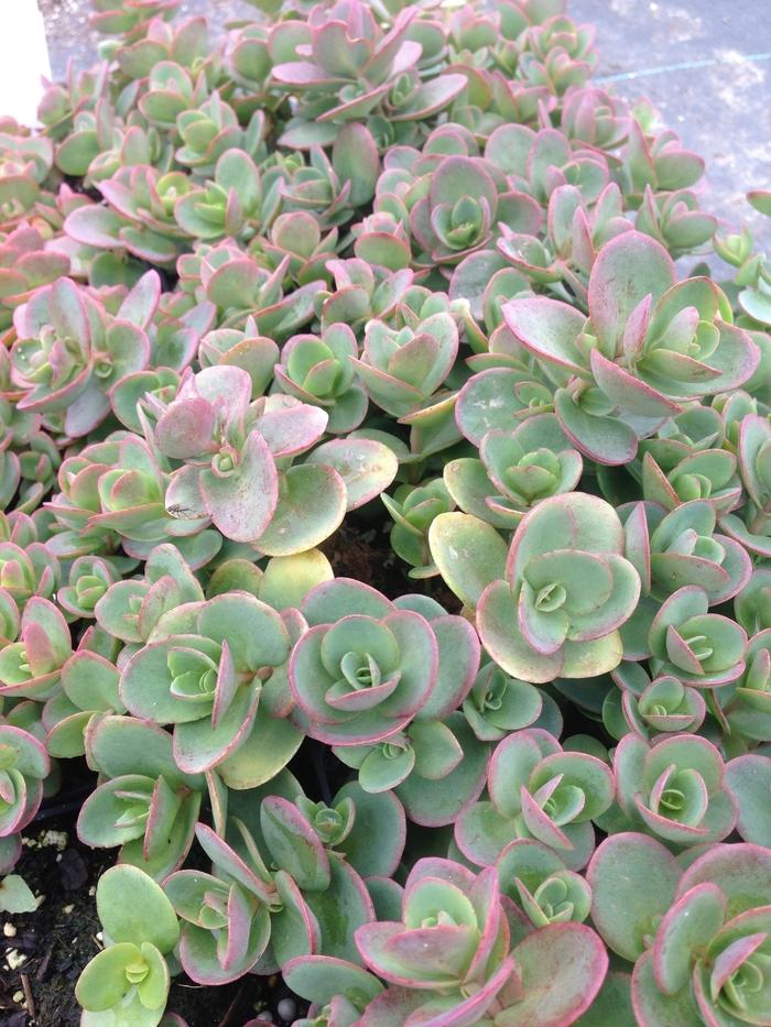 Sedum Sunsparkler® Lime Zinger