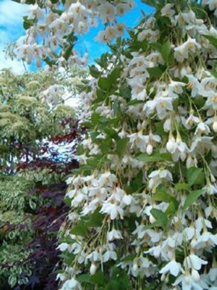 Styrax japonicus Fragrant Fountain