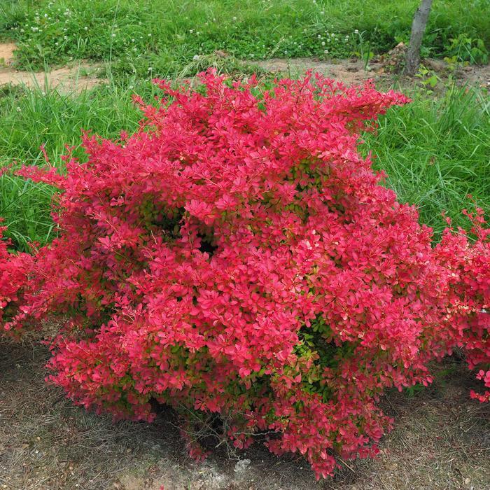 Berberis thunbergii Sunjoy Neo™