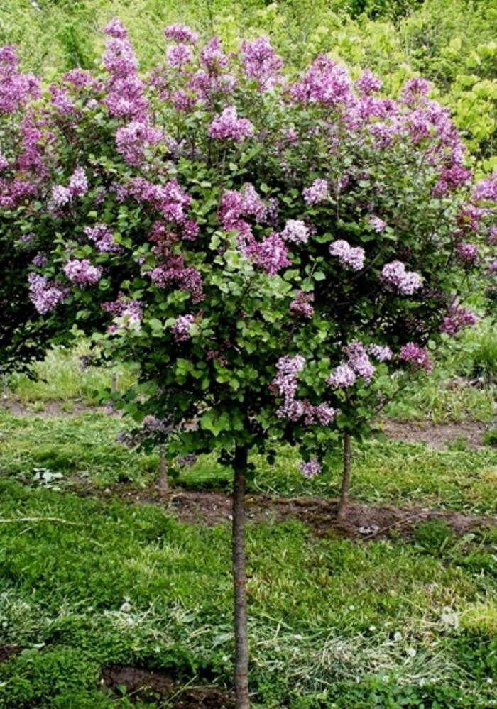 Syringa meyeri Palibin