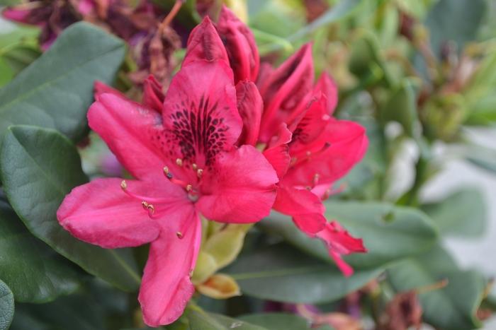 Rhododendron Nova Zembla