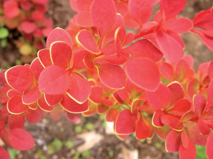 Berberis thunbergii Sunjoy Tangelo®