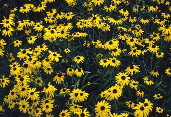 Rudbeckia fulgida Goldsturm