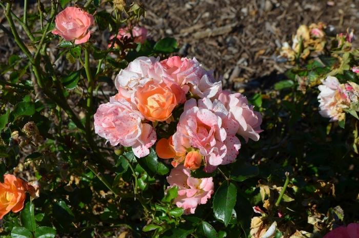 Rosa Peach Drift®