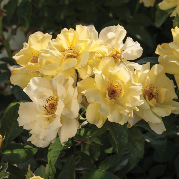 Rosa Lemon Drift®