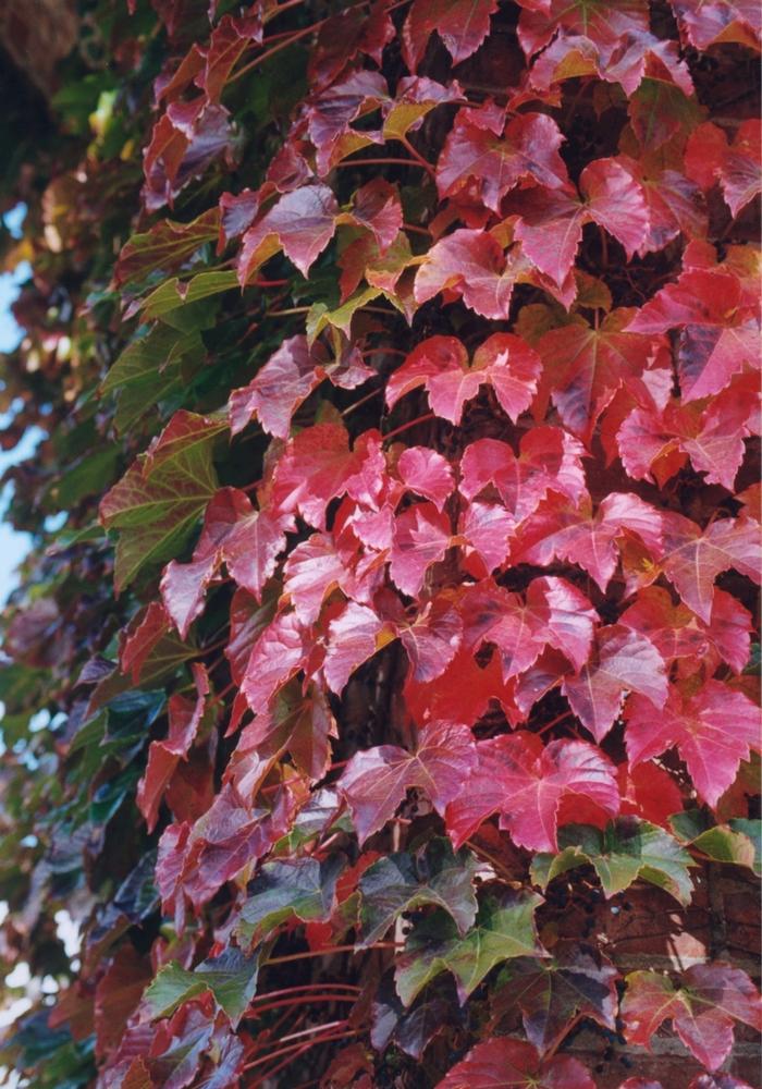 Parthenocissus tricuspidata 