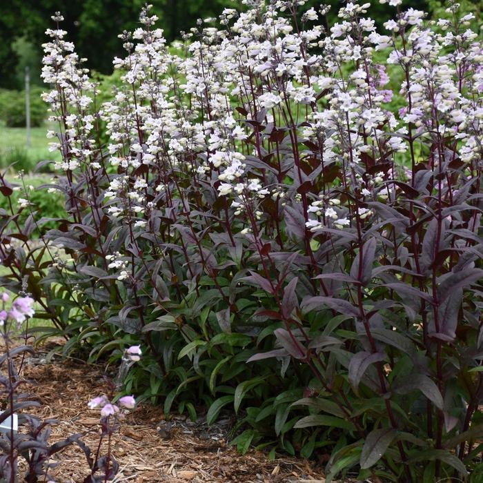 Penstemon Onyx and Pearls