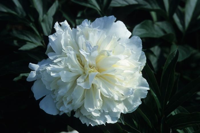 Paeonia lactiflora Duchess de Nemours