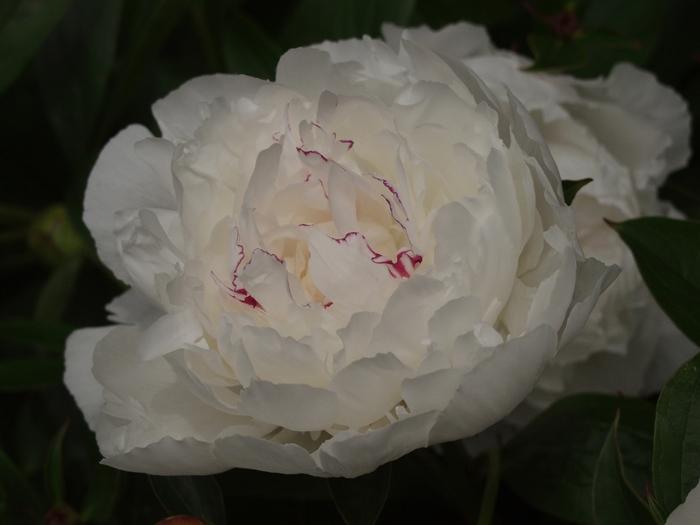 Paeonia lactiflora Festiva Maxima