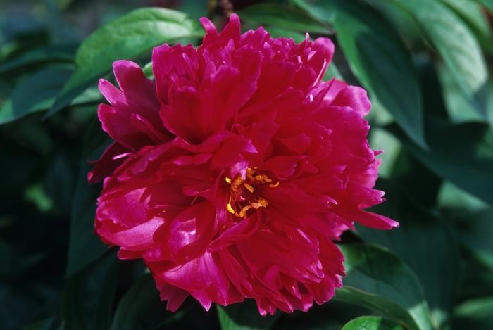 Paeonia lactiflora Karl Rosenfeld