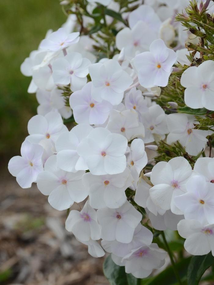 Phlox paniculata Fashionably Early Crystal