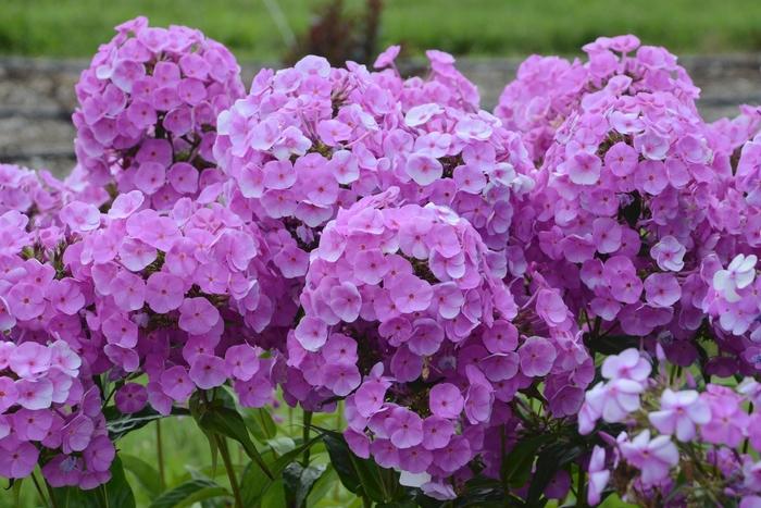 Phlox paniculata Fashionably Early Flamingo