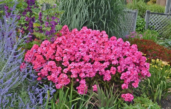 Phlox paniculata Garden Girls™ Glamour Girl