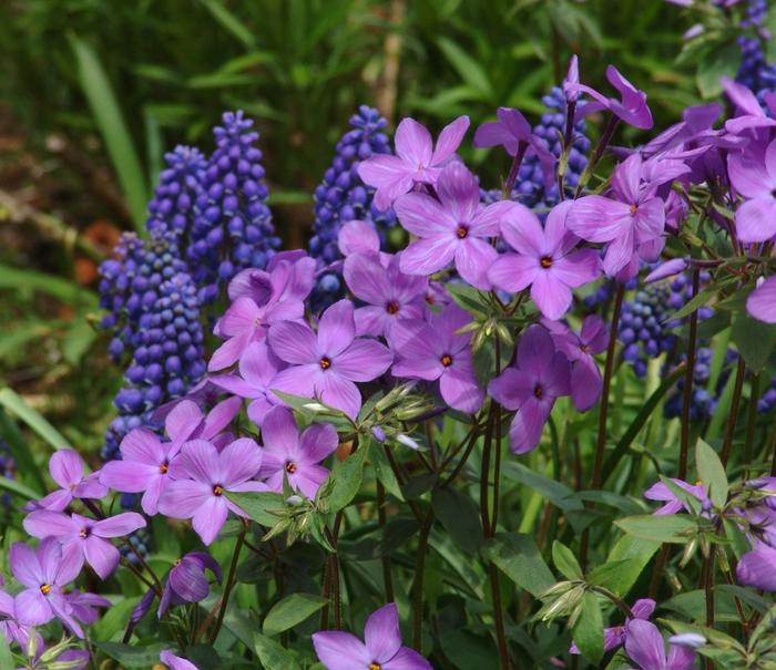 Phlox stolonifera Sherwood Purple