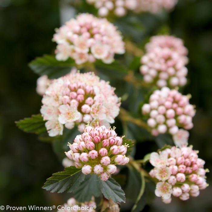 Physocarpus opulifolius Tiny Wine® 