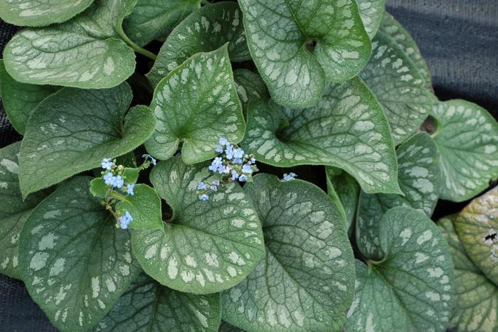 Brunnera macrophylla Emerald Mist