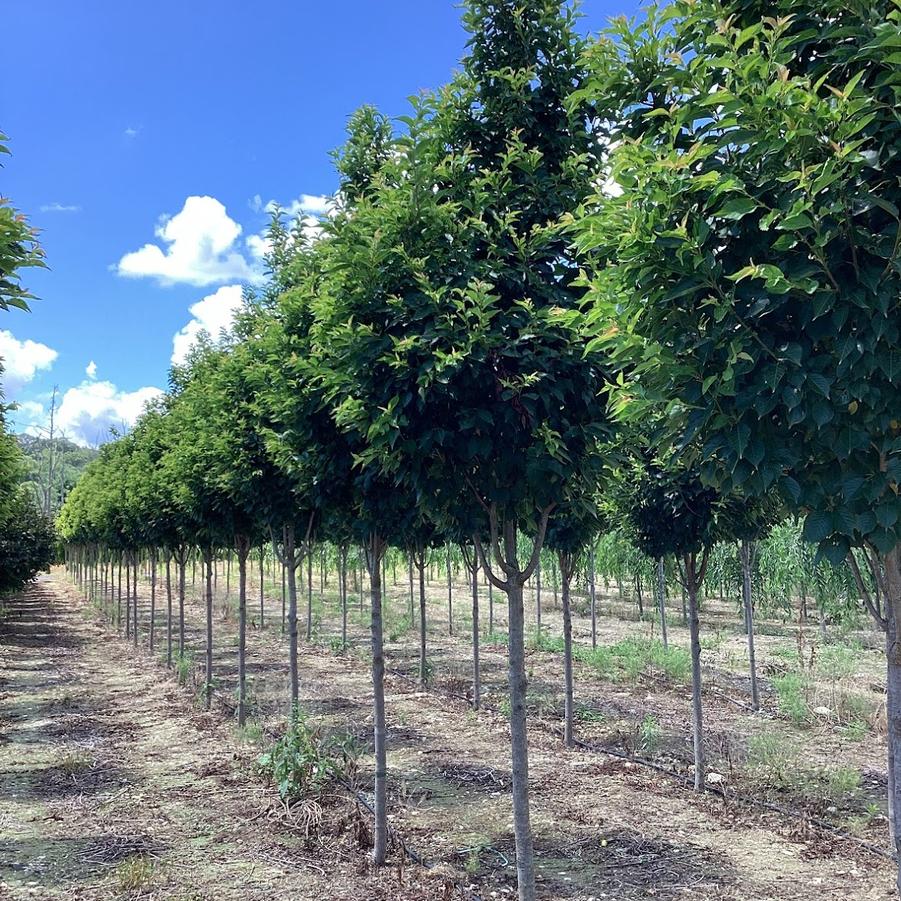 From Our Fields at Canterbury Tree Farm
