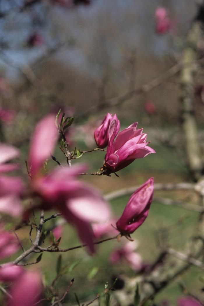 Magnolia Betty