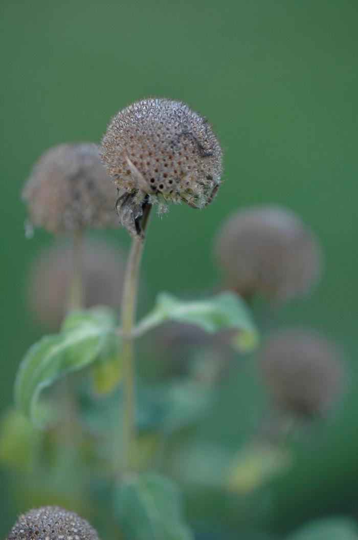 Monarda fistulosa 