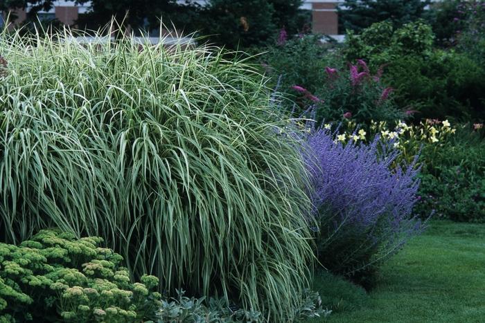 Miscanthus sinensis Variegatus