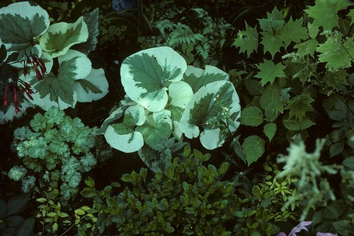 Brunnera macrophylla Variegata