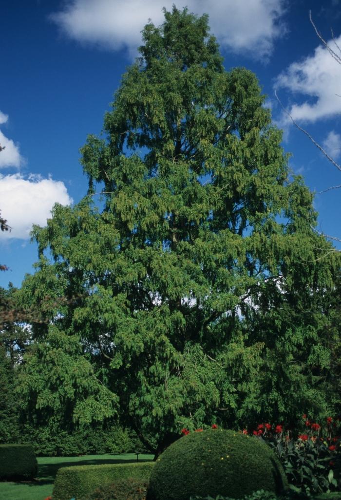 Metasequoia glyptostroboides 