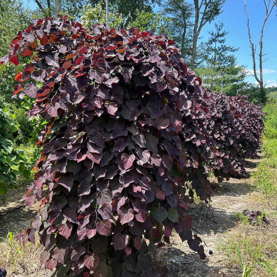 From Our Fields at Canterbury Tree Farm