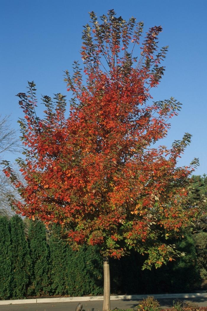 Acer x freemanii Autumn Blaze&reg;