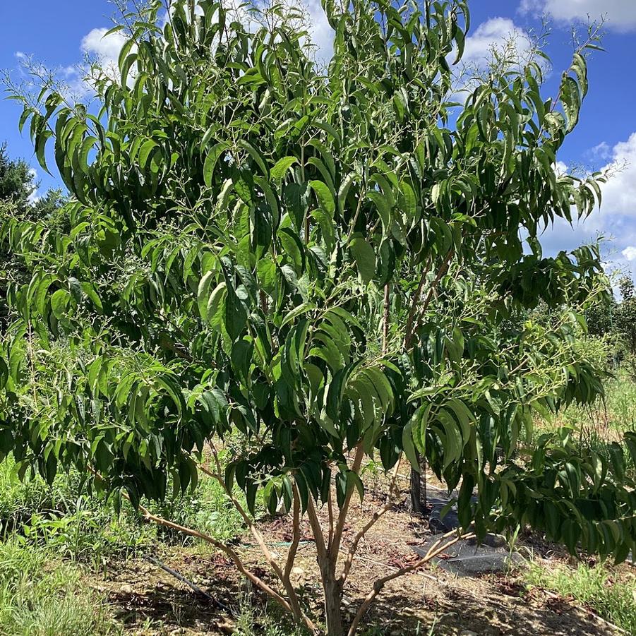 From Our Fields at Canterbury Tree Farm