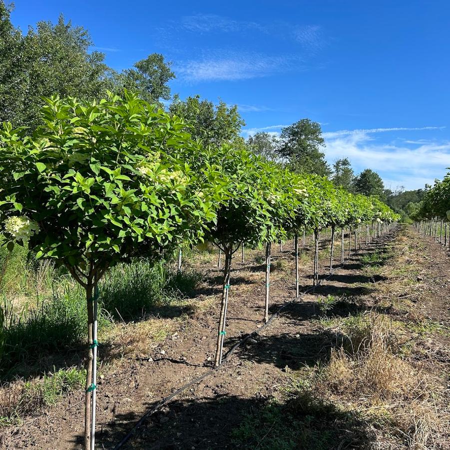 Tree Form In Production at Canterbury Tree Farm