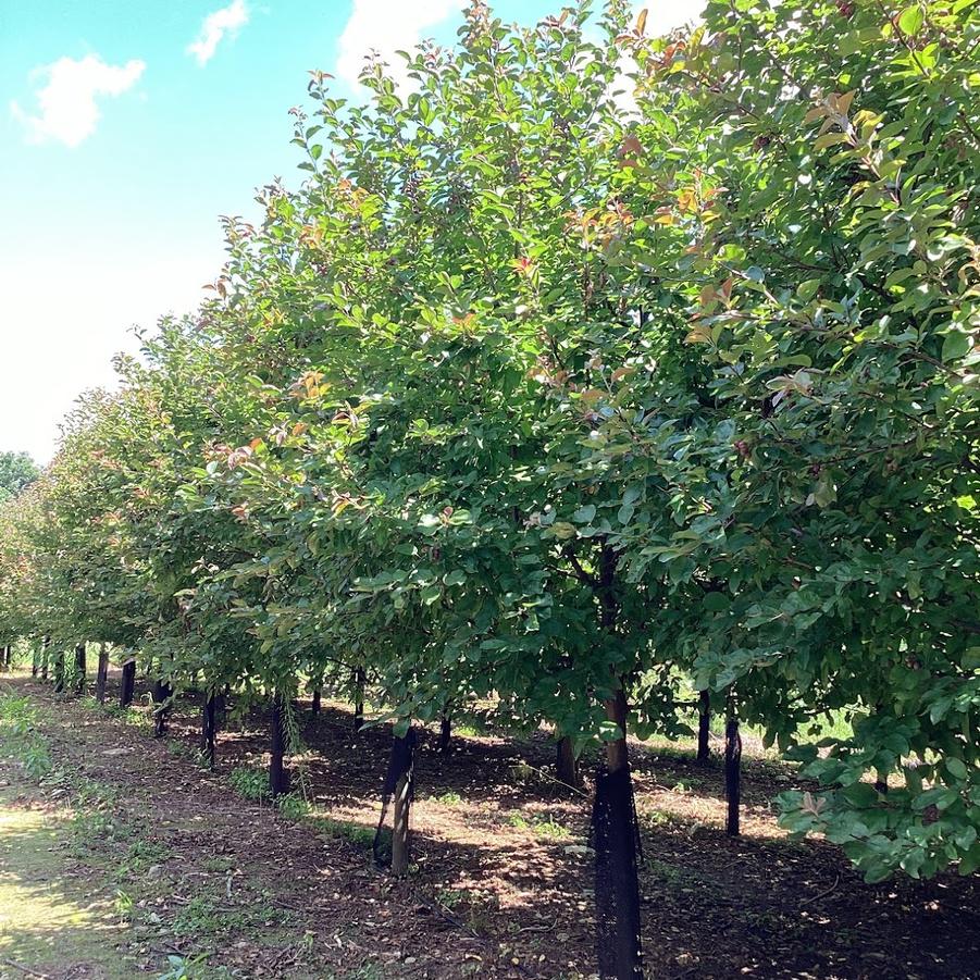 From Our Fields at Canterbury Tree Farm