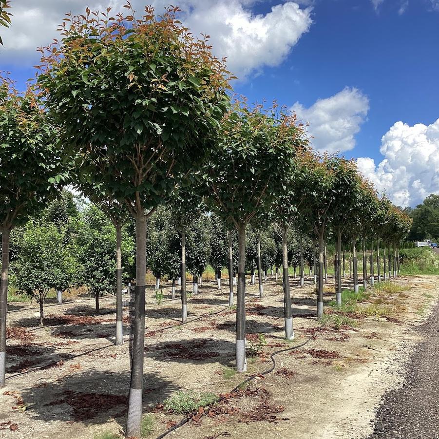 From Our Fields at Canterbury Tree Farm