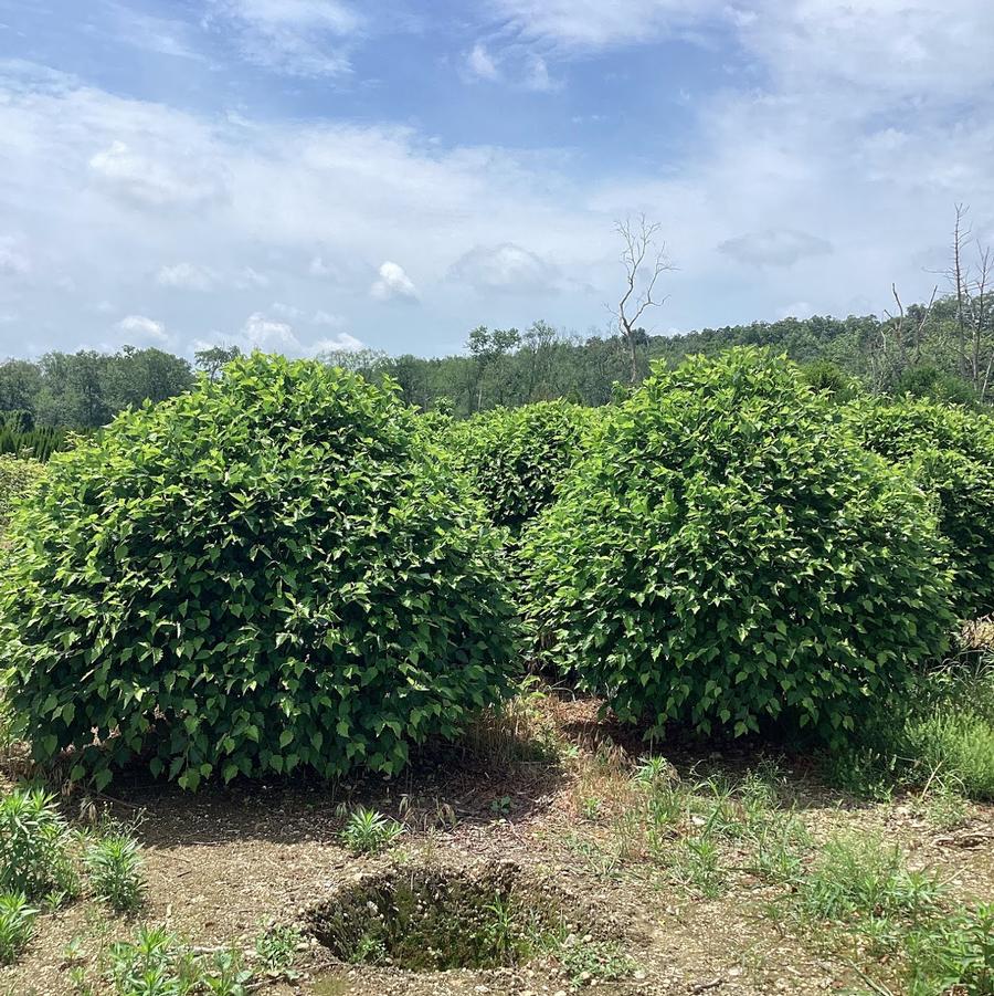 From Our Fields at Canterbury Tree Farm