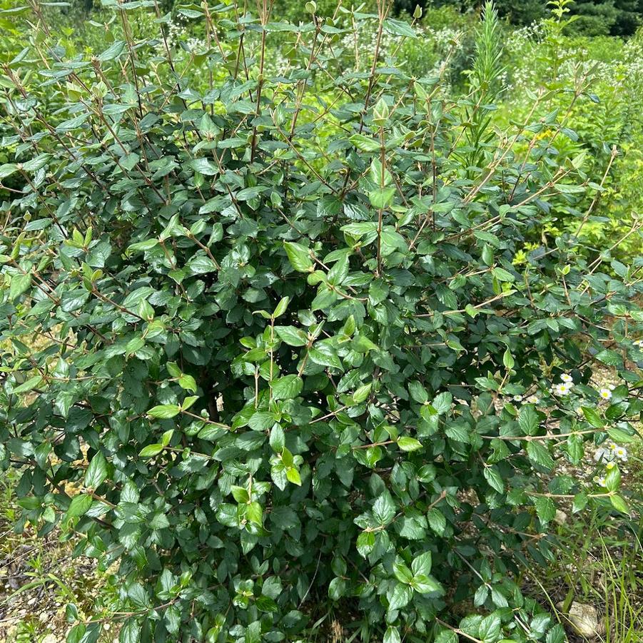 From Our Fields at Canterbury Tree Farm