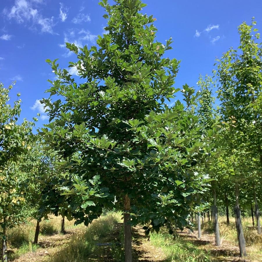 From Our Fields at Canterbury Tree Farm