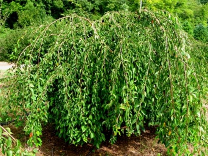 Prunus Snow Fountains&reg;