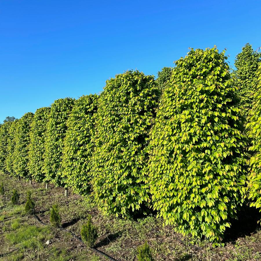 From Our Fields at Canterbury Tree Farm