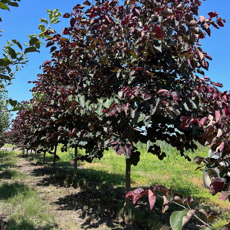 From Our Fields at Canterbury Tree Farm