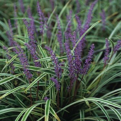 Liriope muscari Variegata