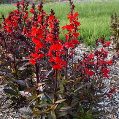 Lobelia x speciosa Starship™ Scarlet Bronze Leaf