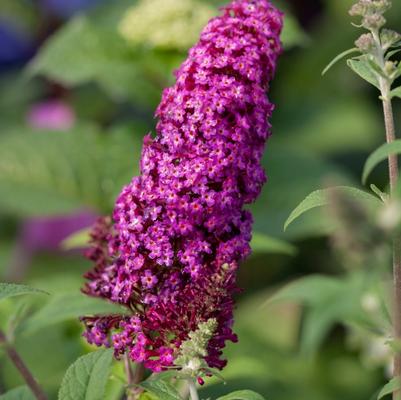 Buddleia davidii Funky Fuchsia™