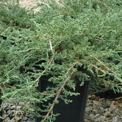 Juniperus chinensis Sargentii