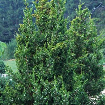 Juniperus chinensis Keteleeri