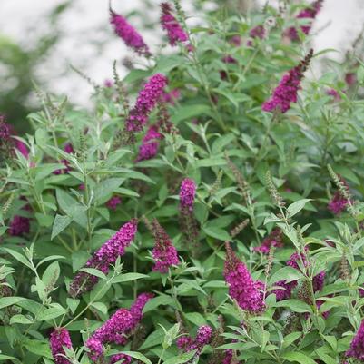 Buddleia Miss Molly