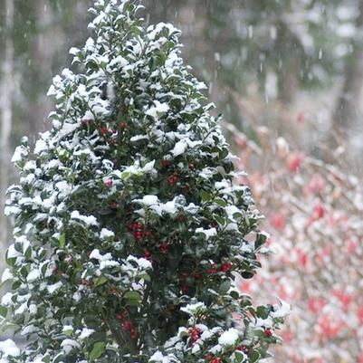 Ilex x meserveae Castle Spire®