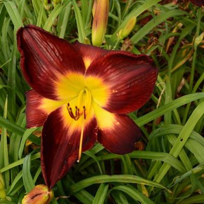 Hemerocallis Rainbow Rhythm® Persian Ruby