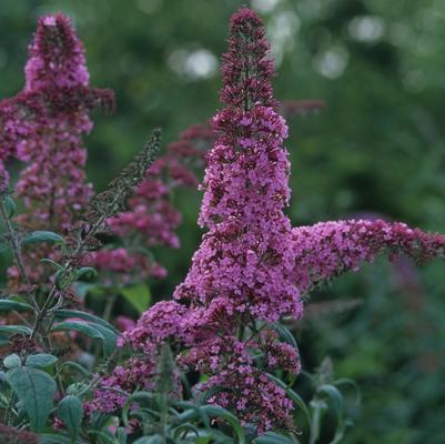 Buddleia Pink Delight