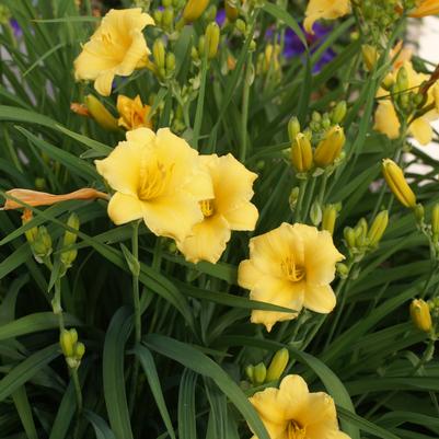 Hemerocallis Stella d' Oro