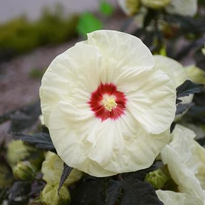 Hibiscus Summerific® French Vanilla