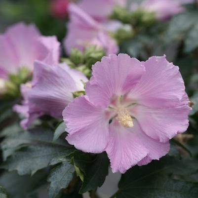 Hibiscus Pollypetite®